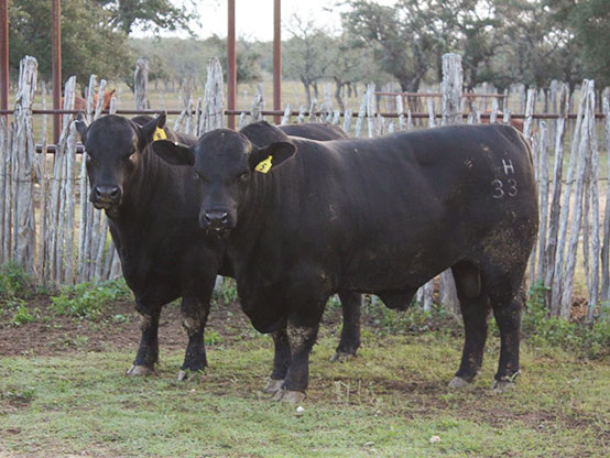 Cattle | Lorelei Hankins Ranch